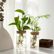 Desktop Glass Hydroponic Planter (not including plants)