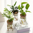Desktop Glass Hydroponic Planter (not including plants)