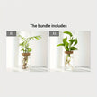 Desktop Glass Hydroponic Planter (not including plants)