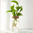 Desktop Glass Hydroponic Planter (not including plants)