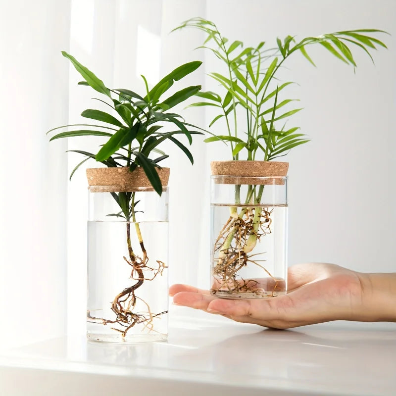 Desktop Glass Hydroponic Planter (not including plants)