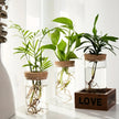 Desktop Glass Hydroponic Planter (not including plants)