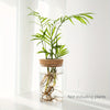 Desktop Glass Hydroponic Planter (not including plants)